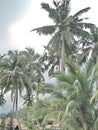 Tropics Palms Sky Royalty Free Stock Photo