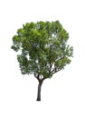 Tropics and subtropics tree isolated Royalty Free Stock Photo