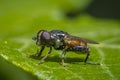 Tropidia scita hoverfly resting on a green leaf Royalty Free Stock Photo