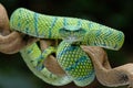 Tropidolaemus subannulatus very venomous Royalty Free Stock Photo