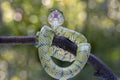 Tropidolaemus subannulatus wagleri viper closeup on branch Royalty Free Stock Photo