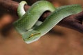 Tropidolaemus subannulatus wagleri viper on branch Royalty Free Stock Photo