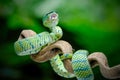 Tropidolaemus subannulatus wagleri viper