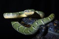 viper tropidolaemus wagleri temple viper snake