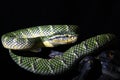 viper tropidolaemus wagleri temple viper snake