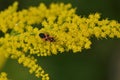 Tropidothorax leucopterus on a Solidago