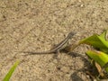 Lizard (Tropidurus torquatus). Isolated on a beach, view from above, Royalty Free Stock Photo