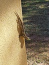 Lizard (Tropidurus torquatus). Isolated on a wall. Royalty Free Stock Photo