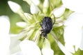 Tropinota hirta, a bug on white flower buds.