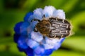 Tropinota hirta eats flowers. Insecticidal pest control concept Royalty Free Stock Photo