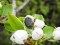 Tropinota hirta on flowers in garden, garden pest eats stamens on flowers