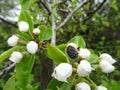 Tropinota hirta on flowers in garden, garden pest eats stamens on flowers