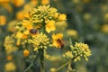 Tropinota hirta or hairy rose beetle and honeybee on canola blooming crops