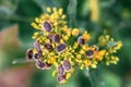 Tropinota hirta or hairy rose beetle on rapeseed blooming crops