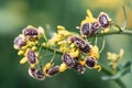 Tropinota hirta or hairy rose beetle on rapeseed blooming crops