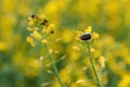 Tropinota hirta or hairy rose beetle on rapeseed blooming crops