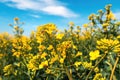 Tropinota hirta or hairy rose beetle on rapeseed blooming crops