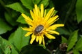 Tropinota hirta insect on yellow flower macro shot