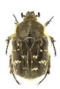 Tropinota paulae