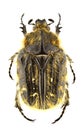 Tropinota squalida