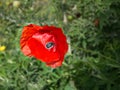 Tropinota squalida  in a poppy flower Royalty Free Stock Photo