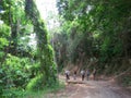 Tropisch bos Minca, Santa Marta, Colombia; Tropical forest at Mi Royalty Free Stock Photo