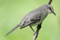 Tropische Spotlijster, Tropical Mockingbird, Mimus gilvus Royalty Free Stock Photo