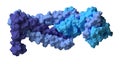 Troponin: structure of the human cardiac troponin core domain, 3D rendering. Composed of three subunits (C, T and I