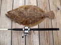 Tropy Doormat Flounder Royalty Free Stock Photo