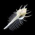 Troschel's Murex or Venus Comb murex seashell Royalty Free Stock Photo