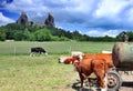 Trosky in Cesky raj with cows Royalty Free Stock Photo