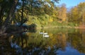 Trostyanets village, UKRAINE - June 5, 2019: Family swans swimming in lake in autumn park. Dendrological Park ÃÂ«TrostianetsÃÂ» in Royalty Free Stock Photo