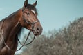 Trotter with black leather bridle and reins in outdoors. Close-up horse portrait