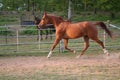 Trotting Arabian