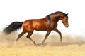 Trotting bay stallion, isolated Royalty Free Stock Photo