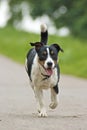 Trotting border jack Royalty Free Stock Photo