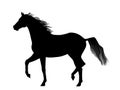 Trotting horse Royalty Free Stock Photo