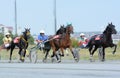 Trotting horse racing on racetrack