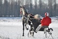 Trotting horse training on hippodrome in winter