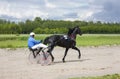 Trotting horses at the racetrack