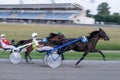 Trotting racehorses and rider on a stadium track.Horse running on the track with the rider at sunset.