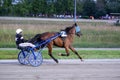 Trotting racehorses and rider on a stadium track.Horse running on the track with the rider at sunset.