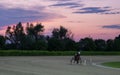 Trotting racehorses and rider on a stadium track.Horse running on the track with the rider at sunset.