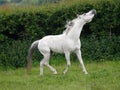 Trotting Stallion with Head Up