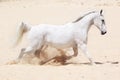 Trotting white lusitano horse Royalty Free Stock Photo