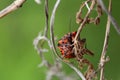 a troubadour insect