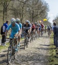 The Peloton in The Forest of Arenberg- Paris Roubaix 2015