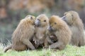 Troup of Guinea baboon Royalty Free Stock Photo