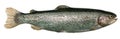 Trout Royalty Free Stock Photo