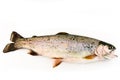 Trout Royalty Free Stock Photo